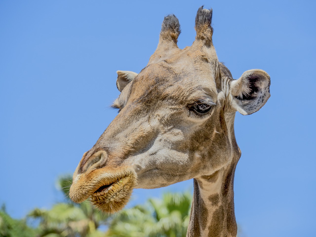 giraffe animal neck free photo