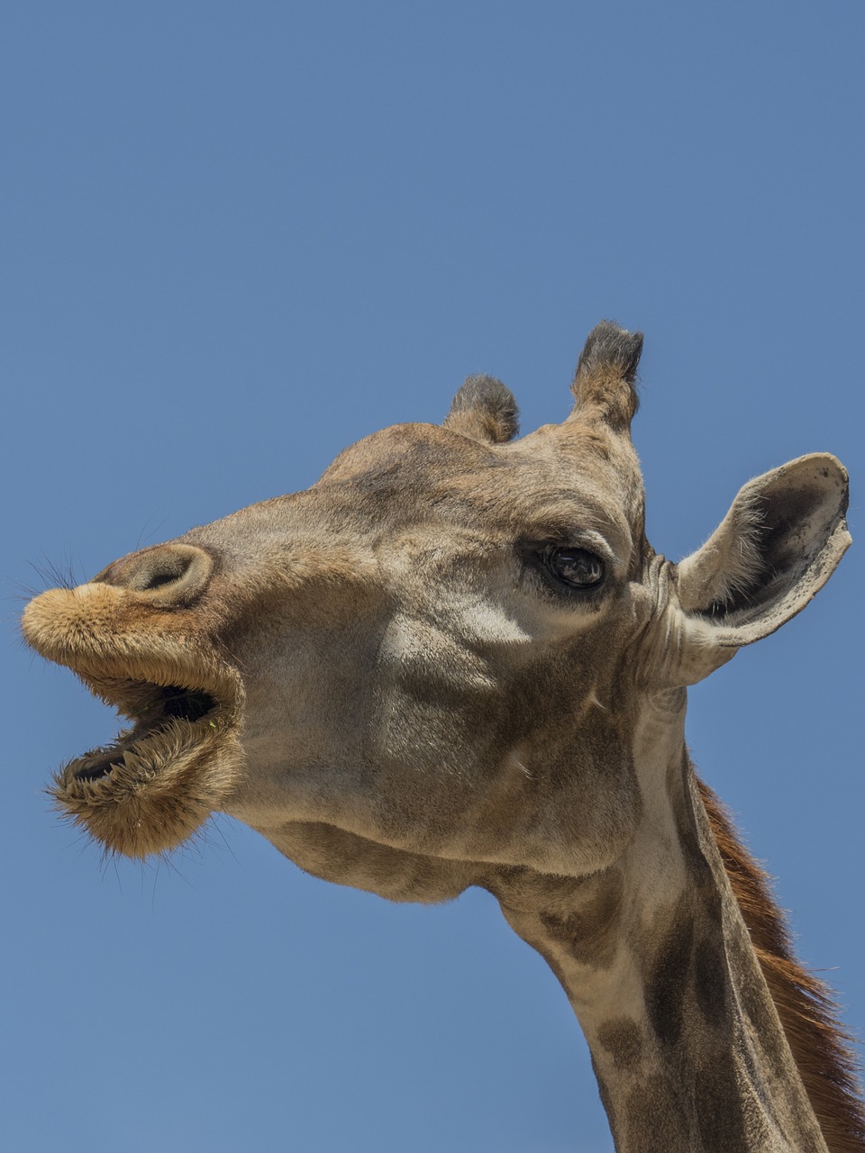 giraffe horns ruminate free photo