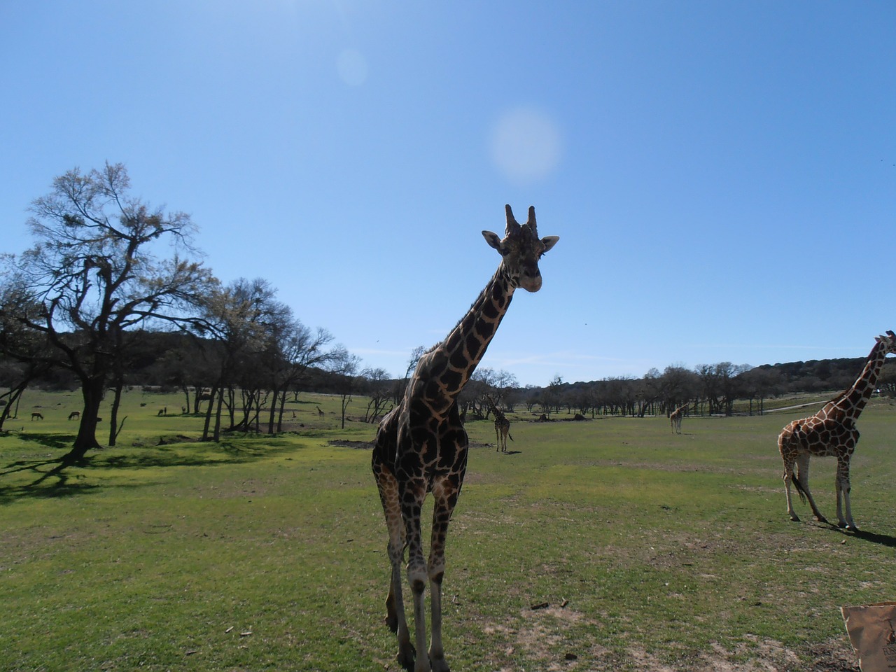 giraffe nature africa free photo