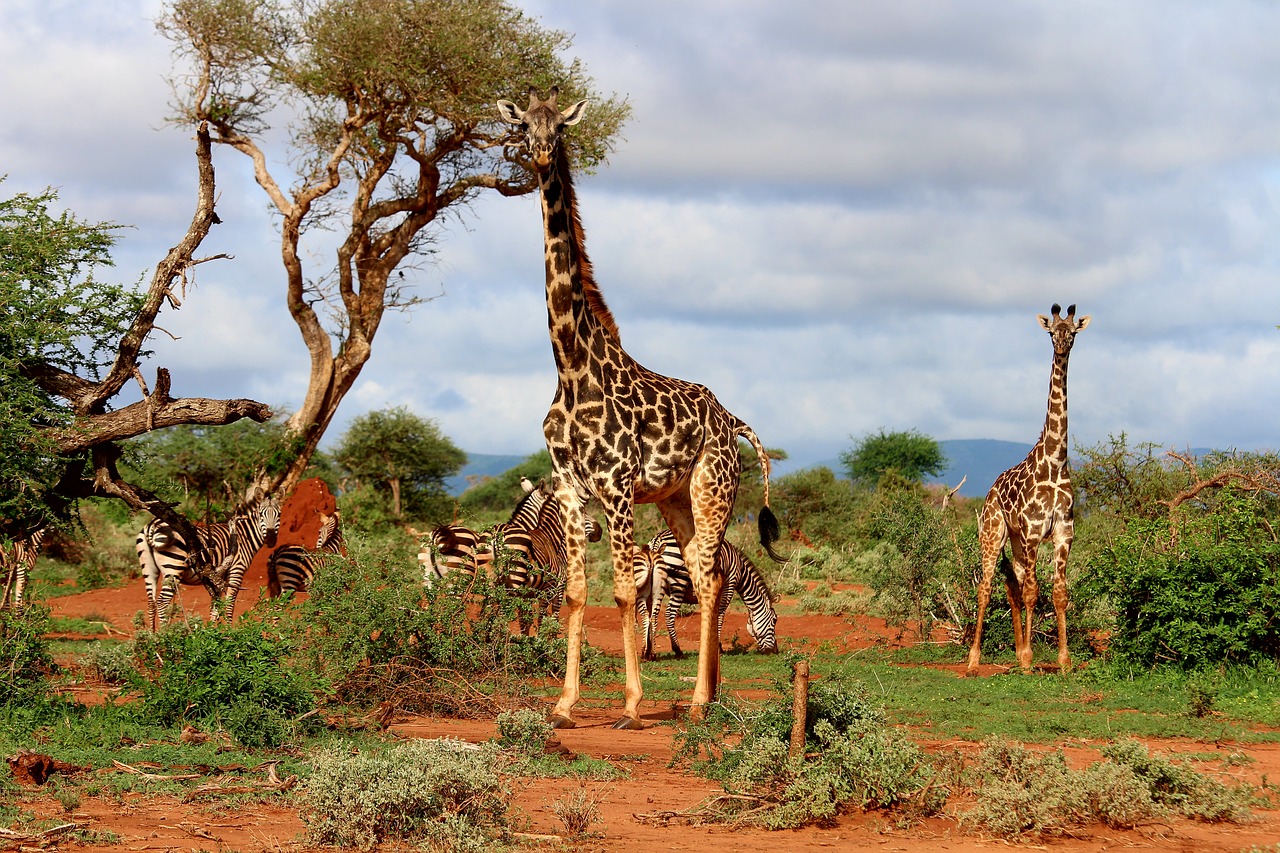 giraffe africa zebra free photo