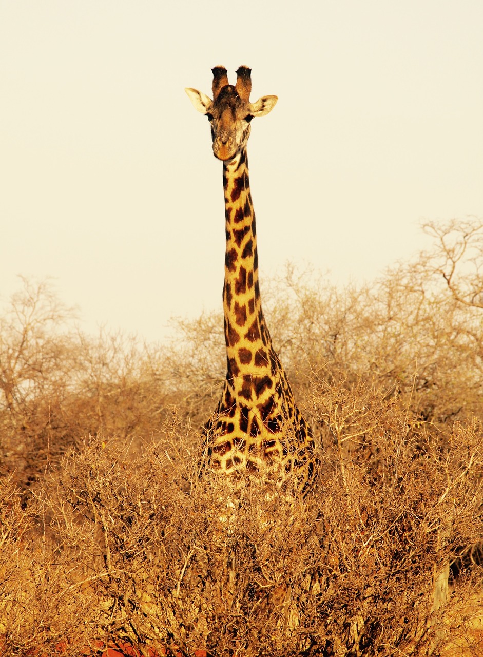 giraffe kenya tsavo west national park free photo