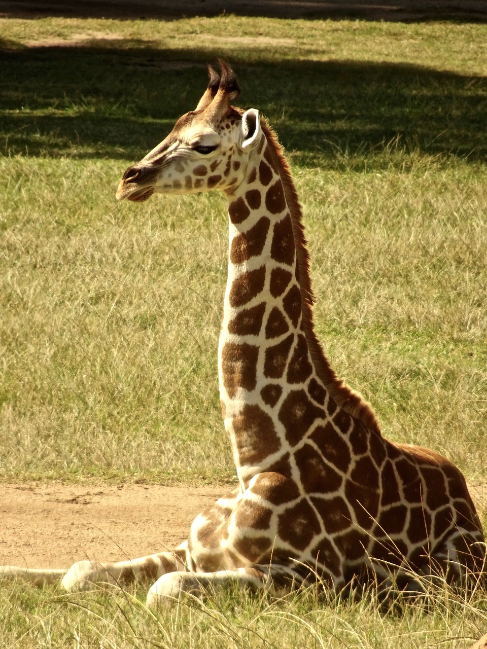 giraffe neck wildlife free photo