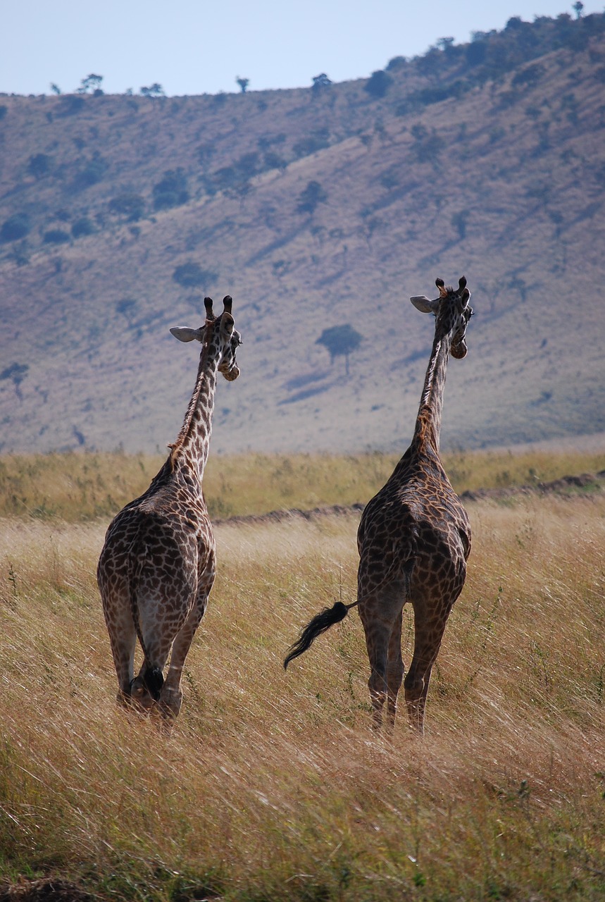 giraffe africa zambia free photo