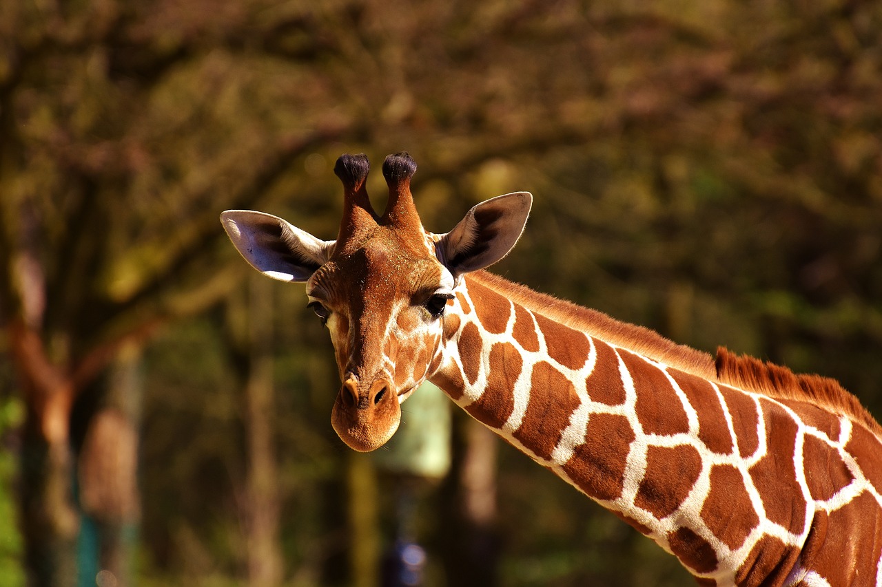 giraffe wild animal stains free photo