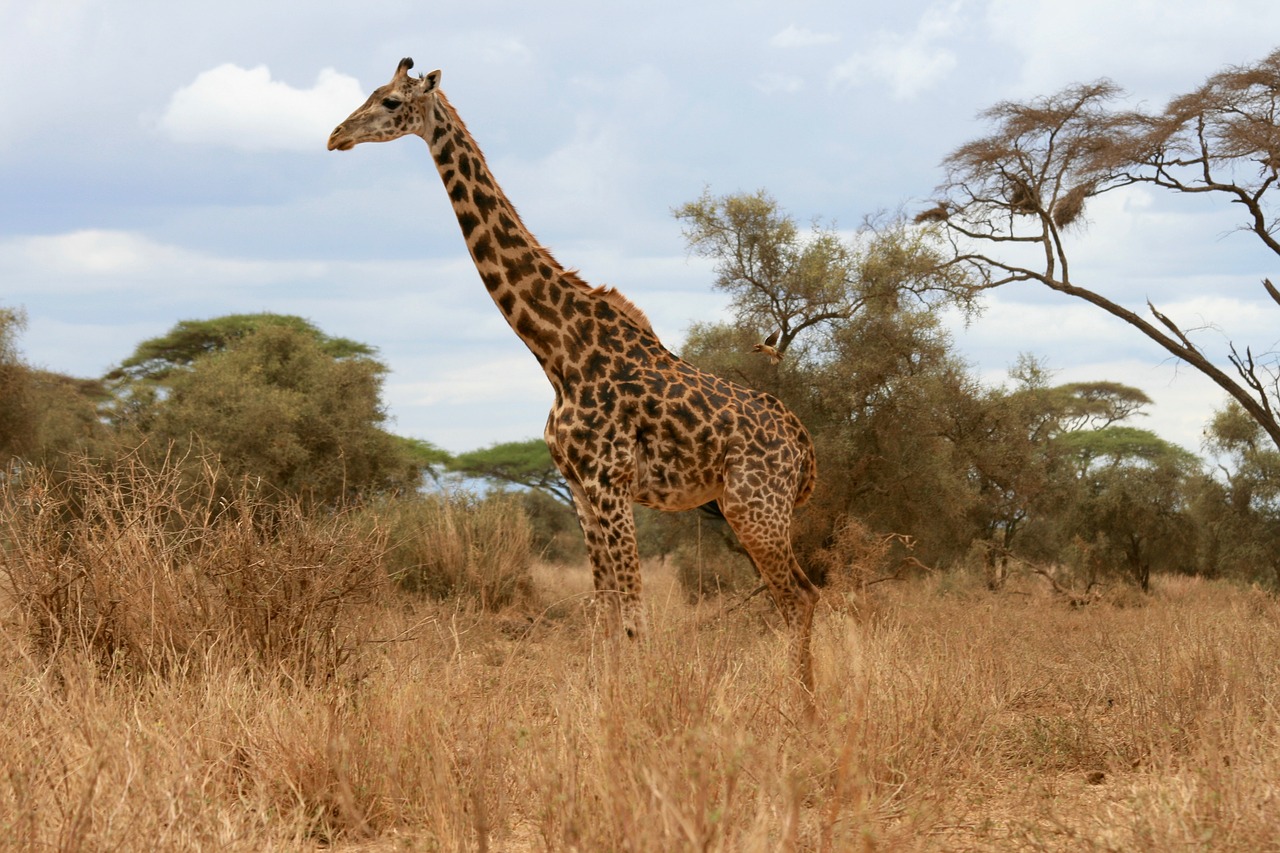 giraffe safari kenya free photo