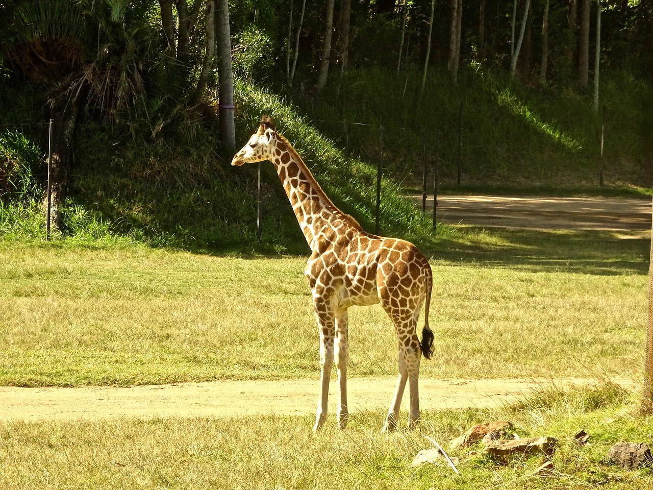 giraffe calf young free photo