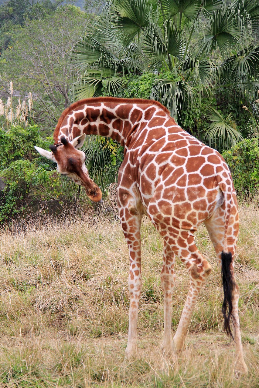 giraffe unicorn zoo free photo