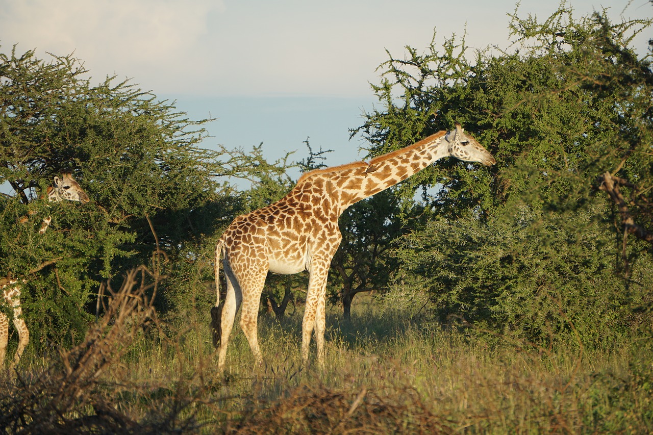 giraffe savannah africa free photo