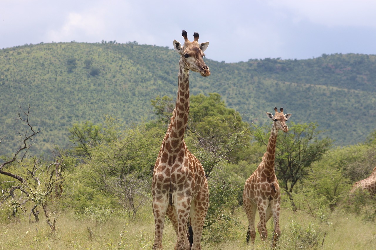 giraffe animal wild free photo