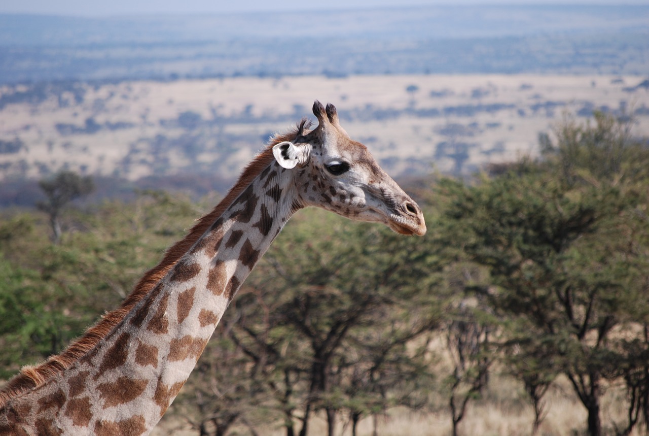 giraffe africa safari free photo