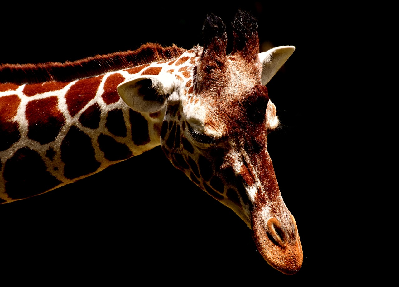 giraffe wild animal stains free photo