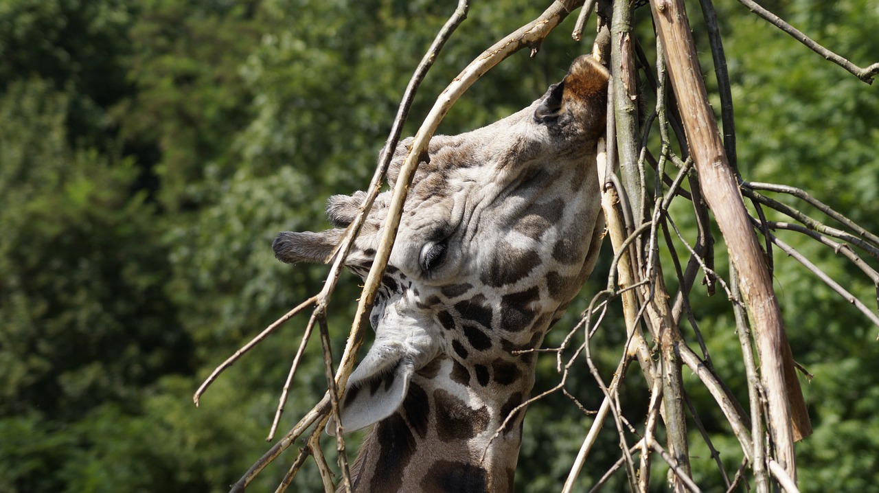 giraffe zoo wildlife photography free photo
