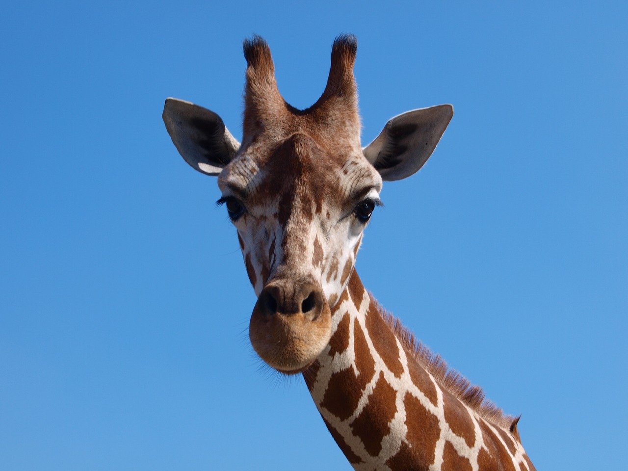 giraffe africa south africa free photo