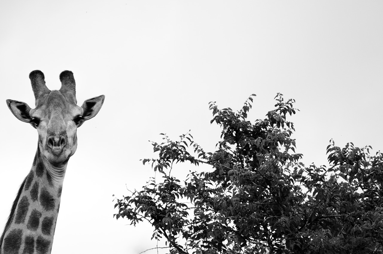 giraffe tree white free photo