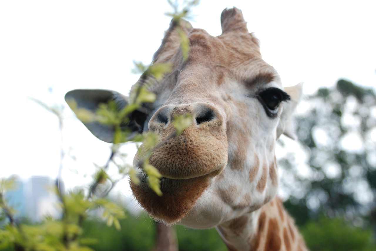 giraffe eat animal world free photo