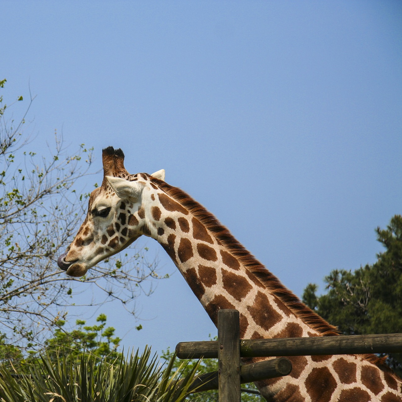 giraffe language zoo free photo
