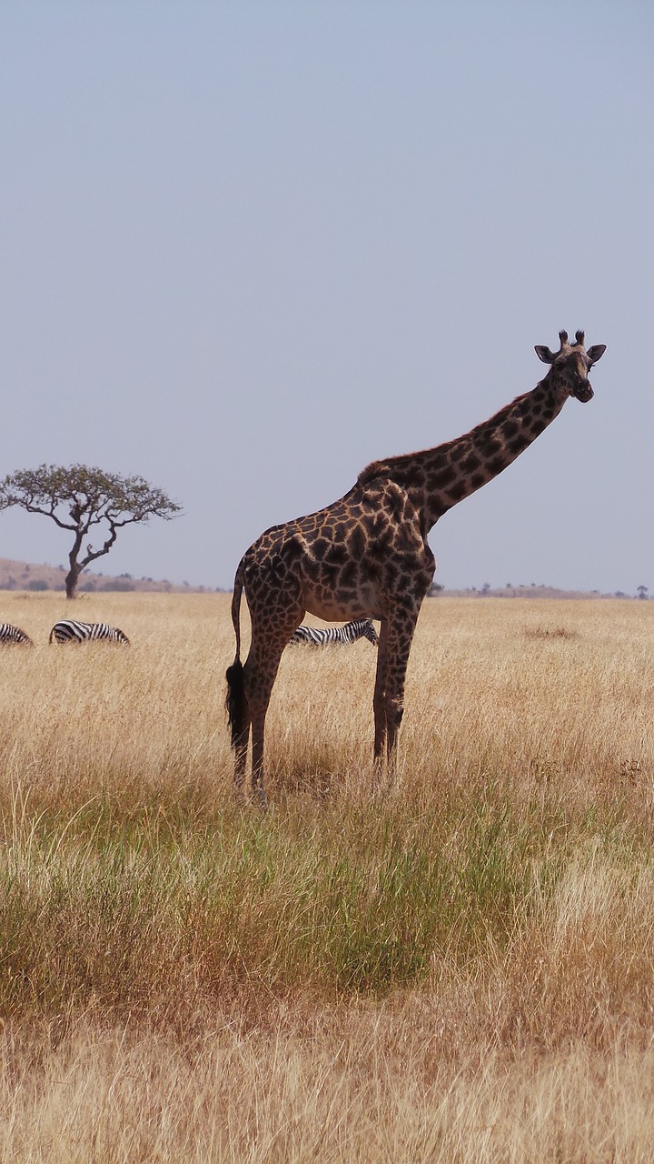 giraffe africa savannah free photo