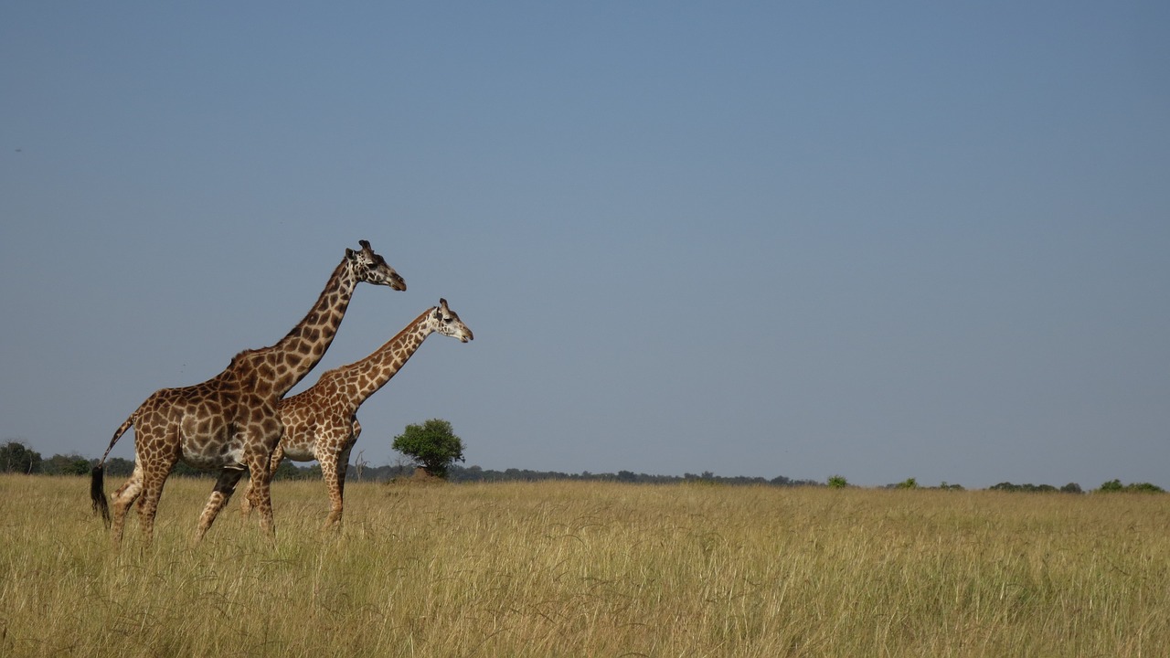 giraffe africa masai mara free photo
