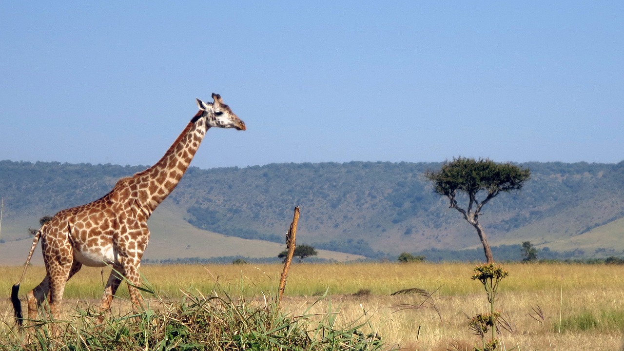 giraffe masai mara africa free photo