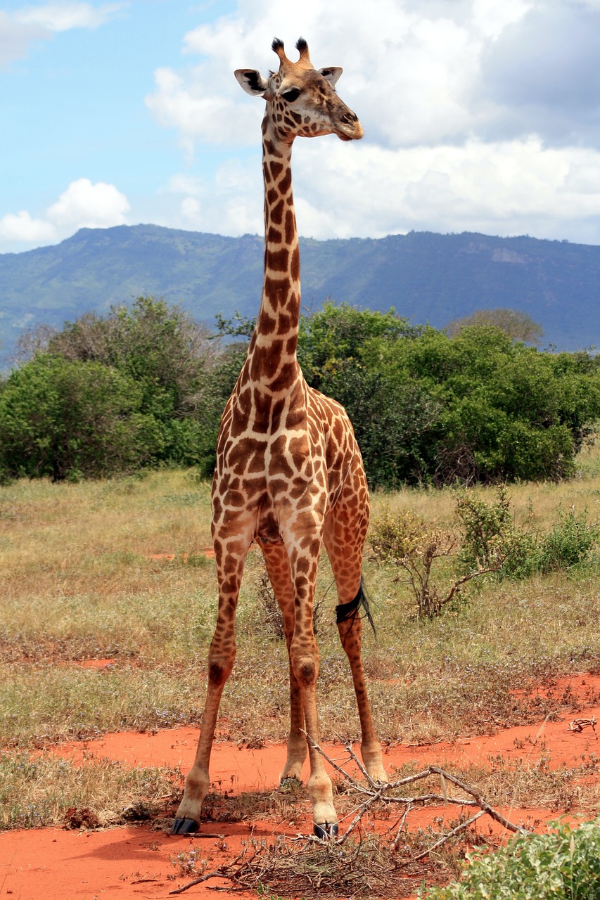 giraffe africa national park free photo