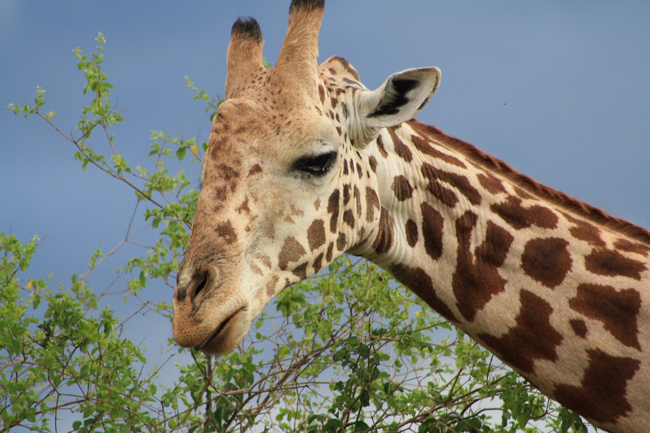 giraffe africa safari free photo