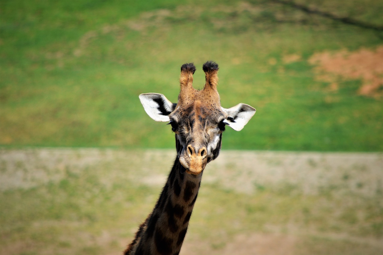 giraffe safari park san diego free photo