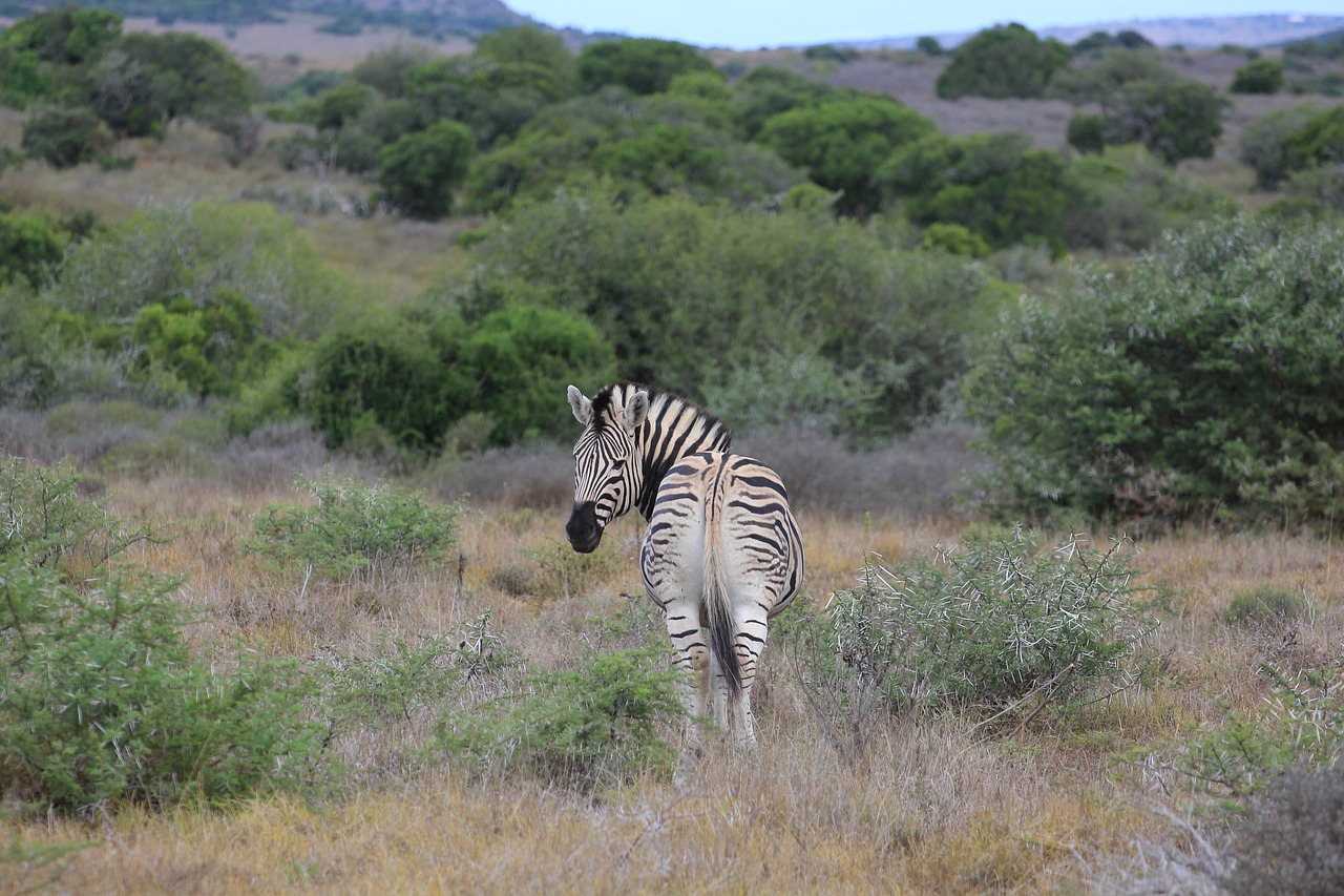 giraffe safari funny free photo