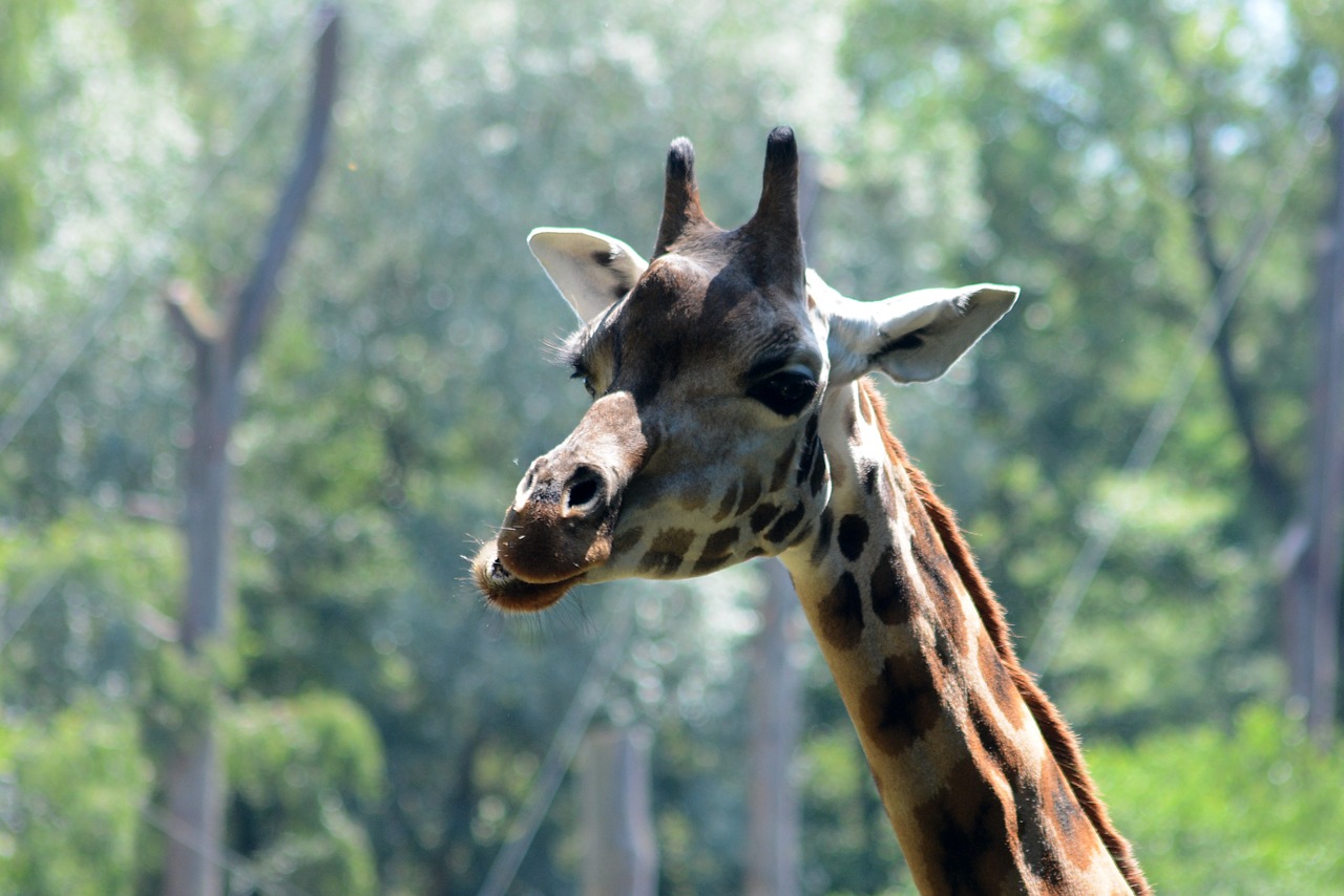 giraffe zoo animal free photo