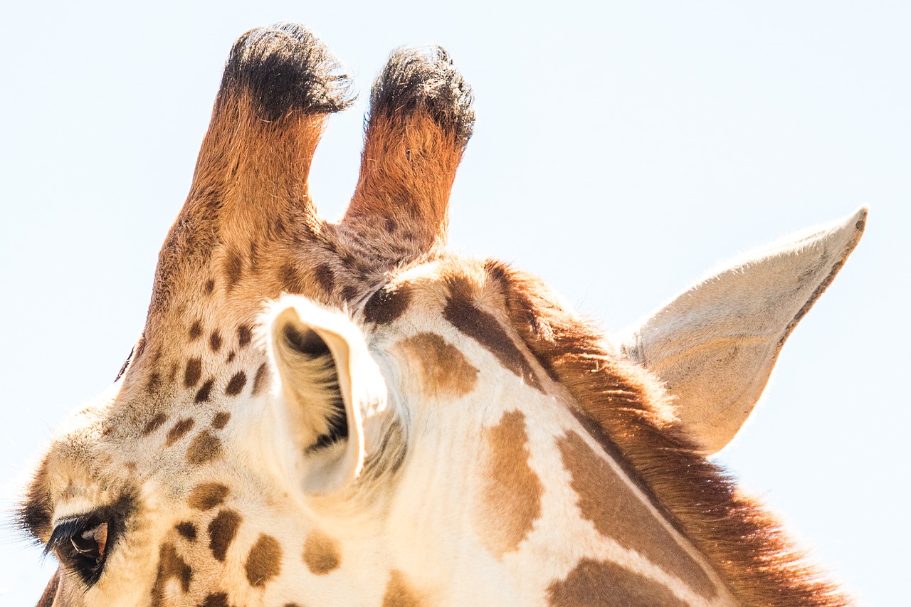 giraffe animal zoo free photo