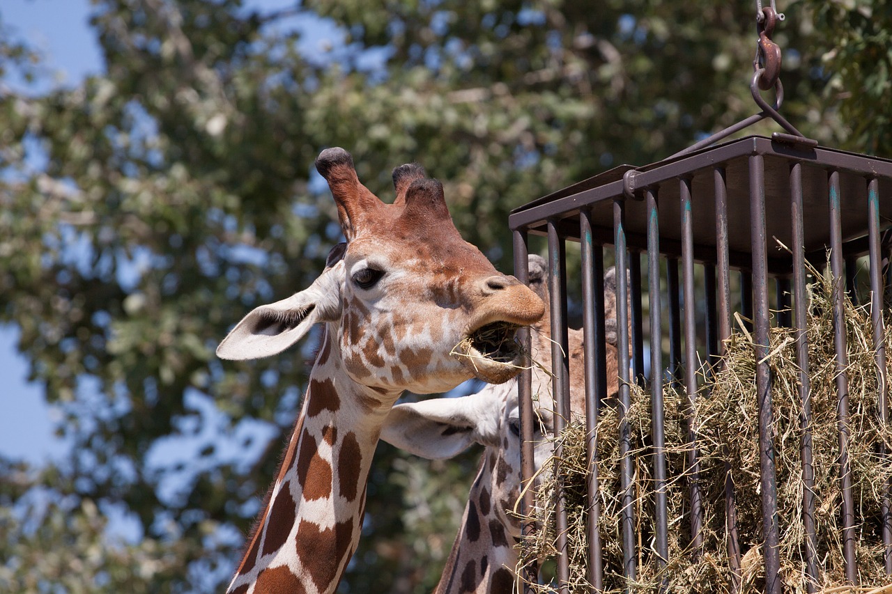 giraffe animal zoo free photo