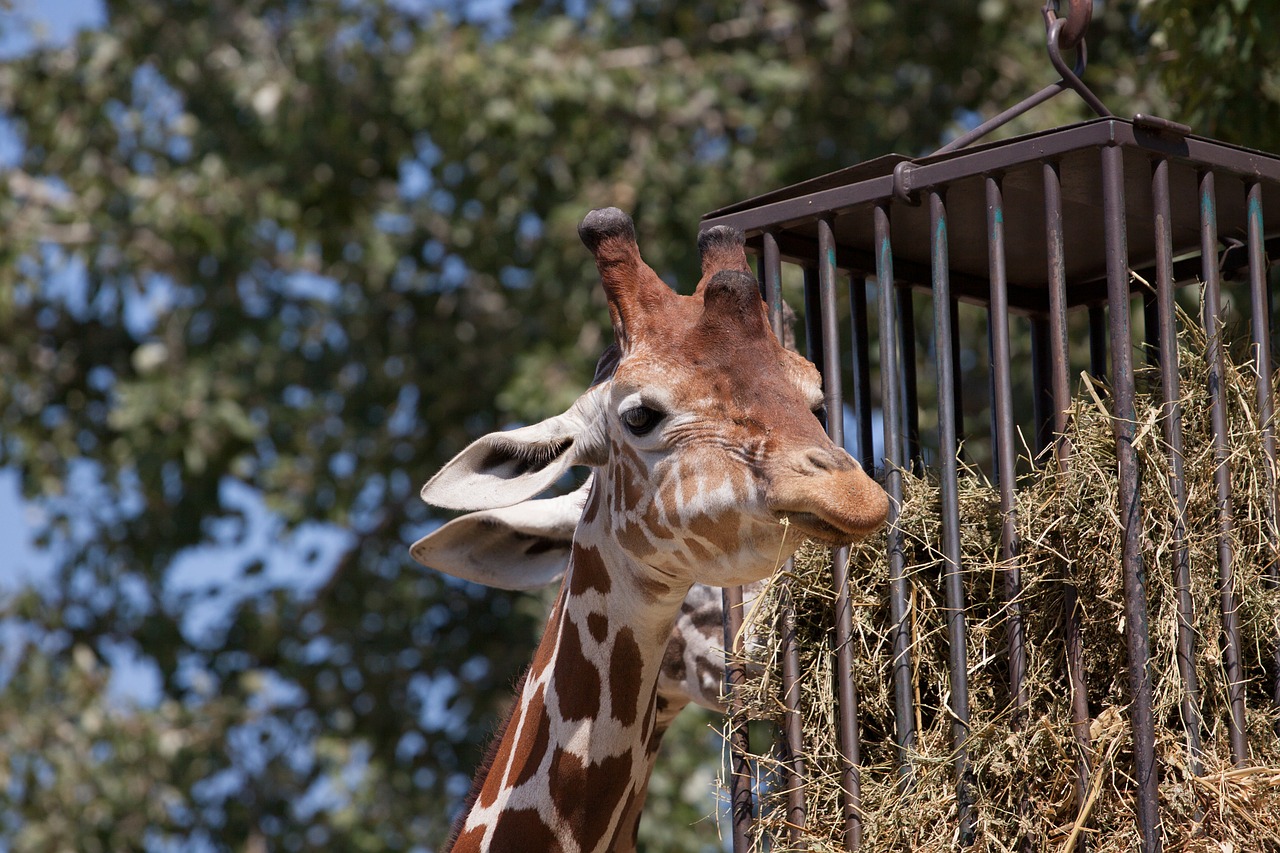 giraffe animal zoo free photo