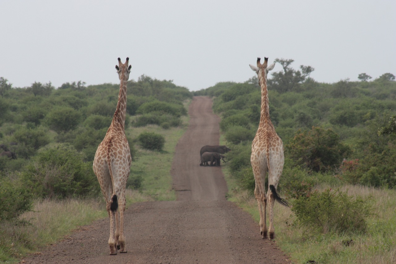 giraffe elephant nature free photo