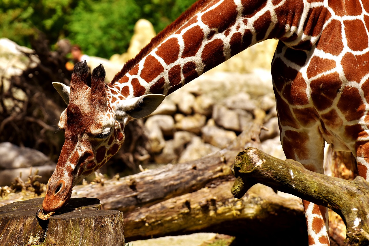 giraffe wild animal stains free photo