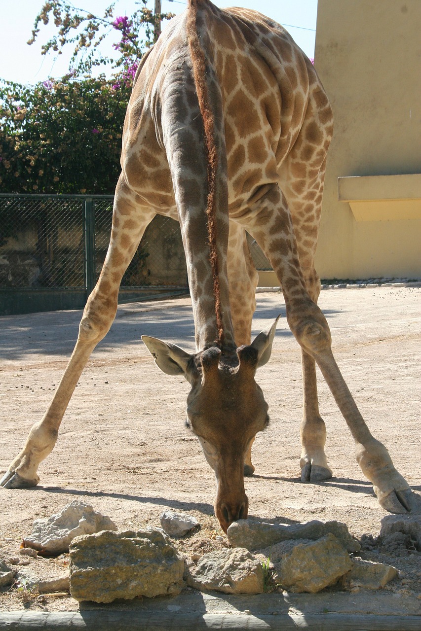 giraffe animal wild free photo