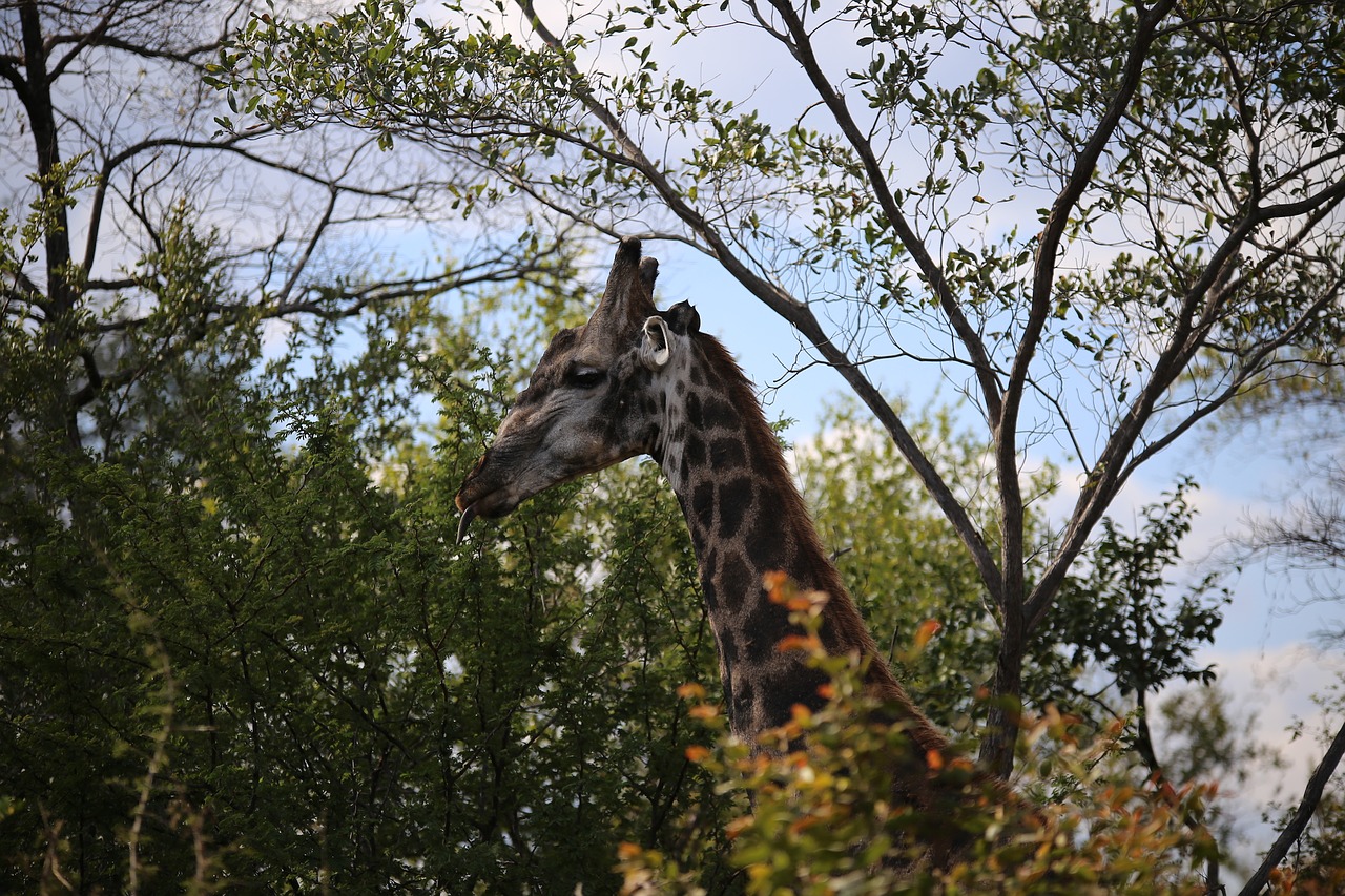 giraffe victoria falls national park game drive free photo