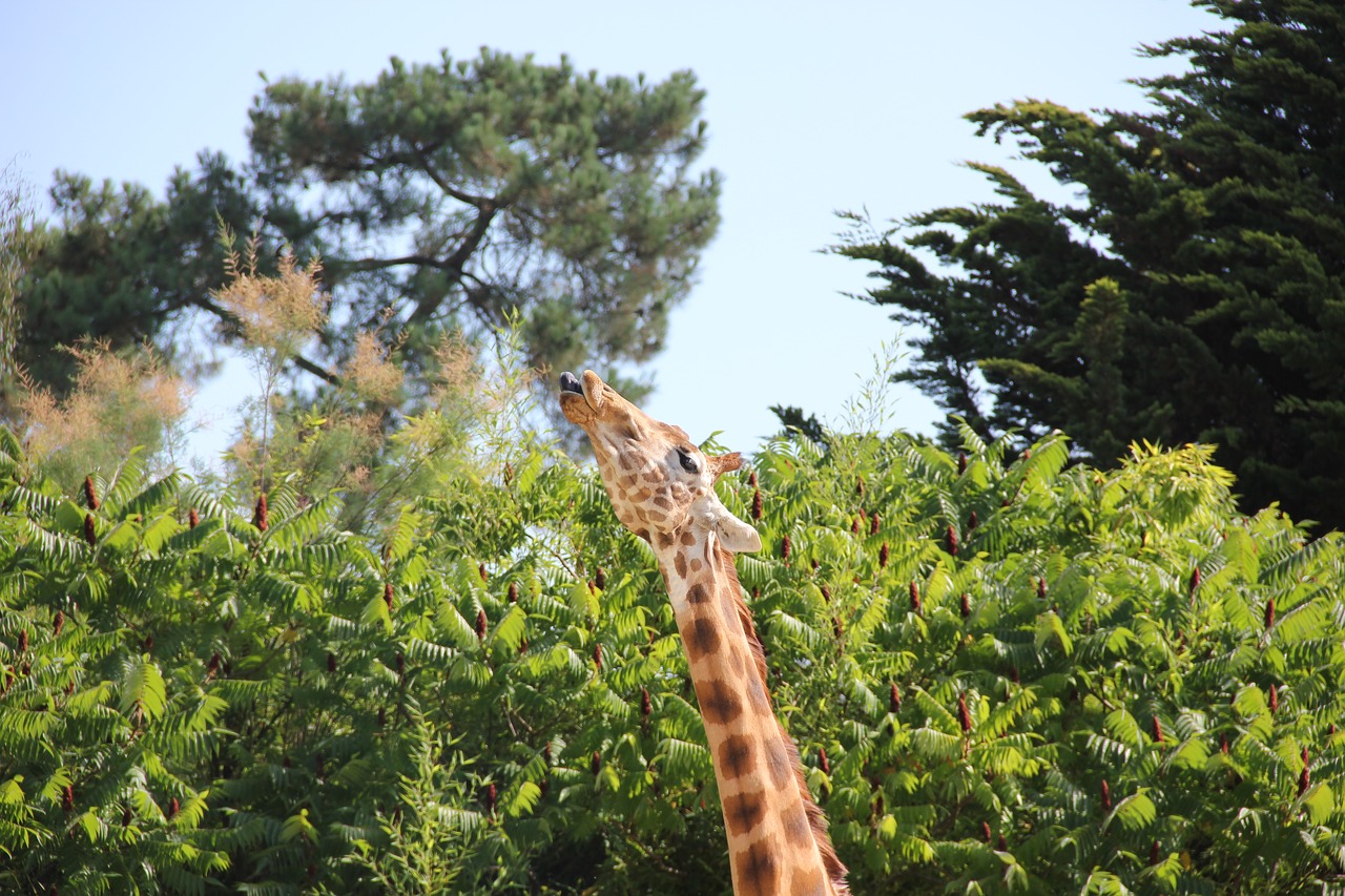 giraffe nature animal free photo