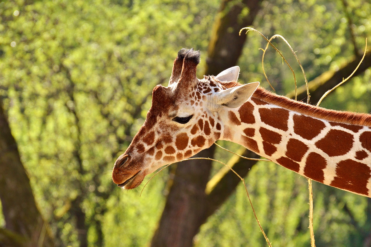 giraffe wild animal stains free photo