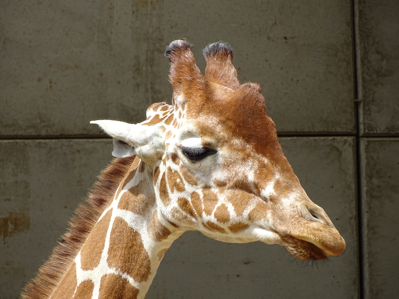 giraffe zoo wildlife free photo