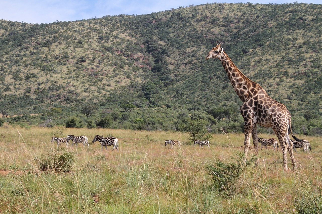 giraffe pilanesberg safari free photo