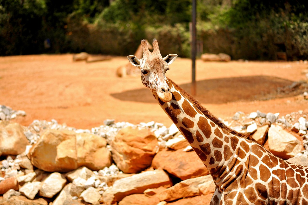 giraffe wildlife animal free photo