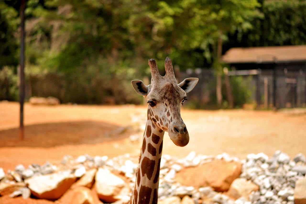 giraffe wildlife animal free photo