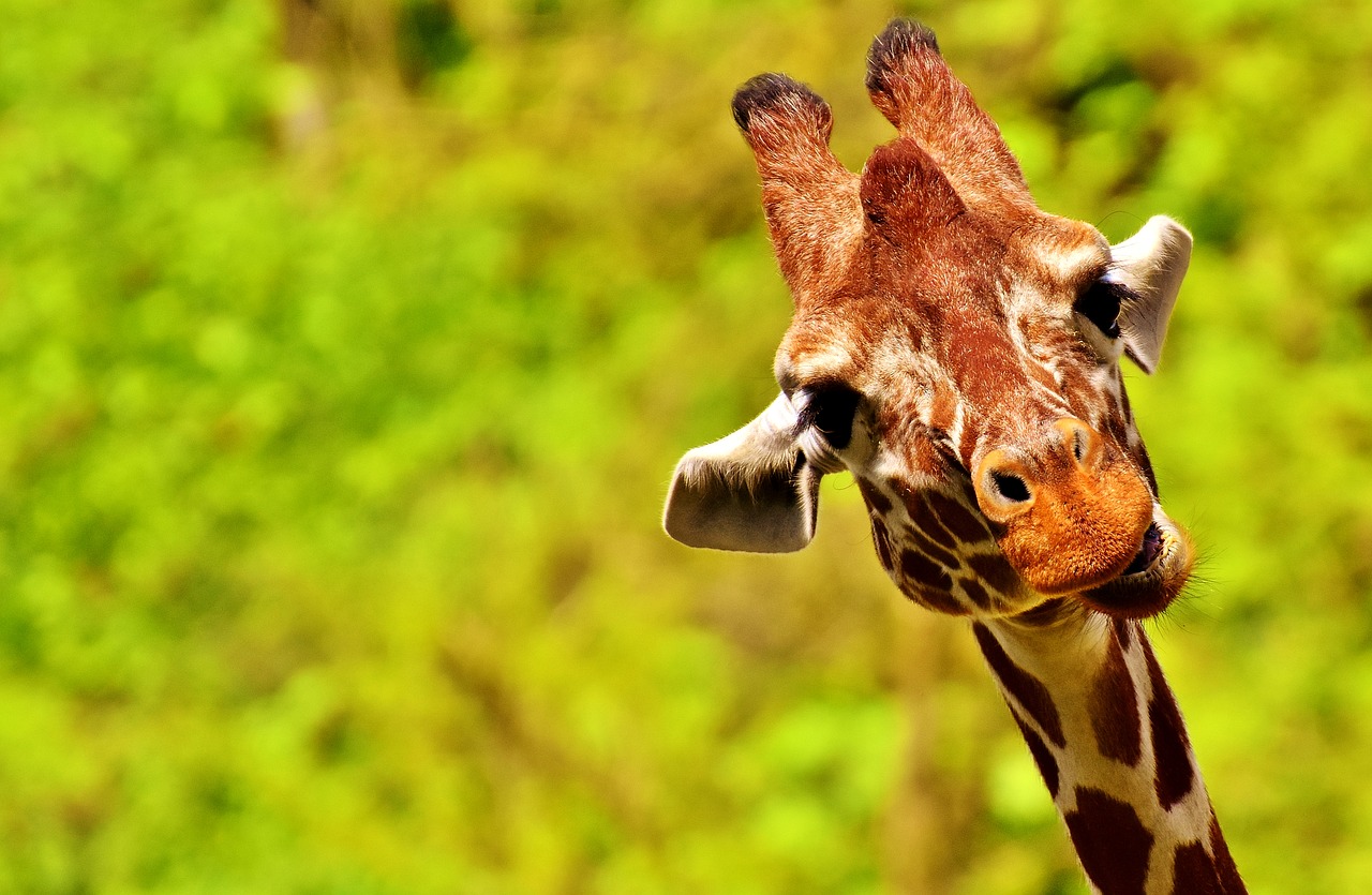 giraffe funny cute free photo