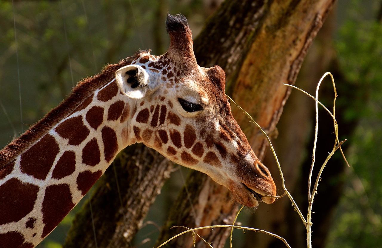 giraffe wild animal stains free photo