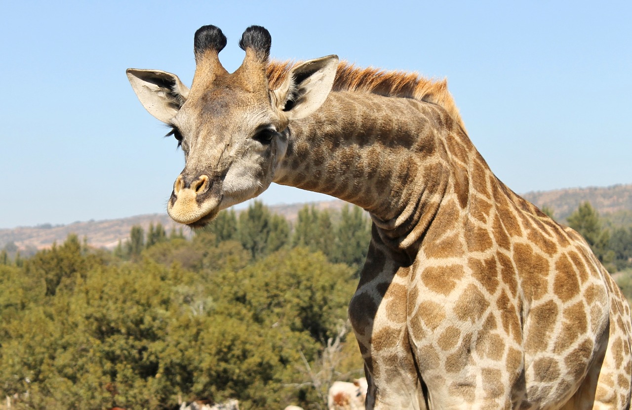 giraffe inquisitive curious free photo