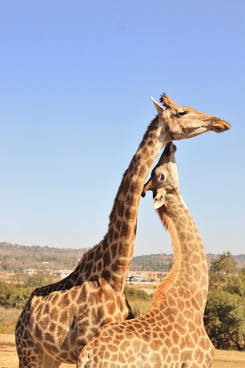 giraffe game reserve free photo