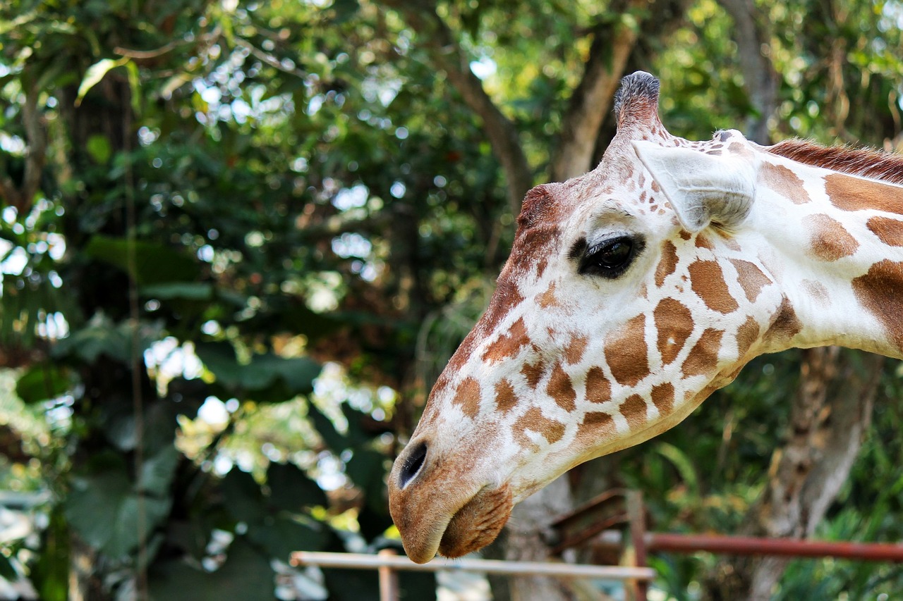 giraffe animals mammals free photo