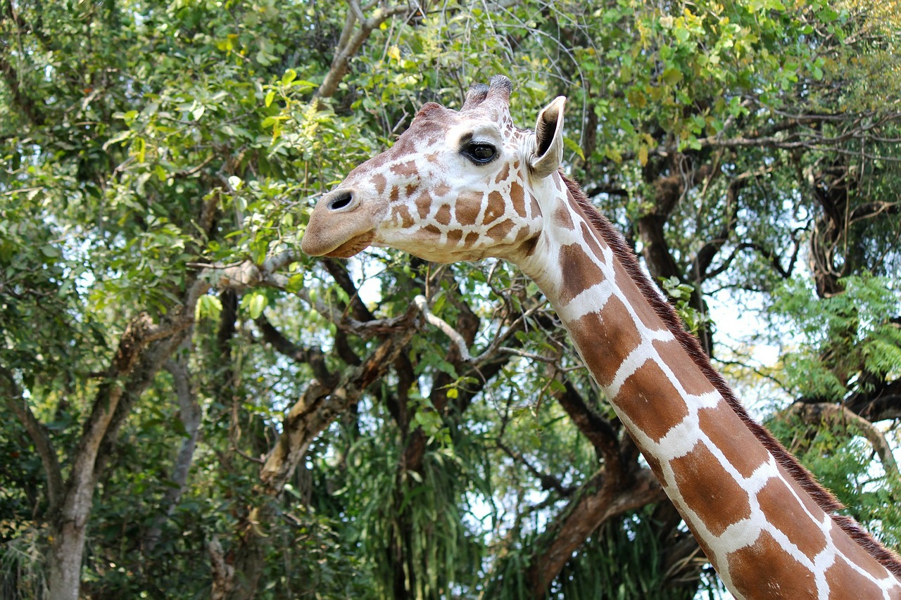 giraffe nature wildlife free photo