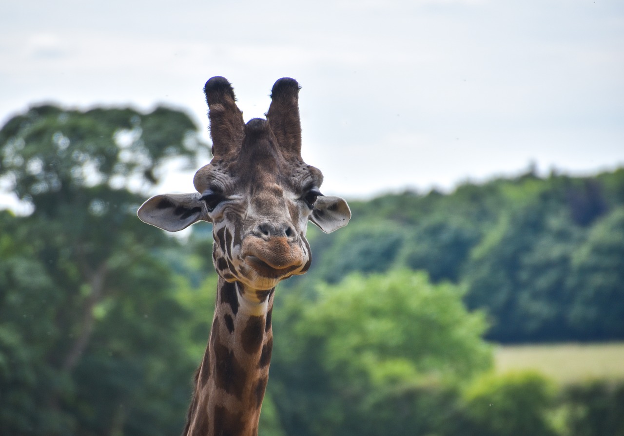 giraffe animal wild free photo