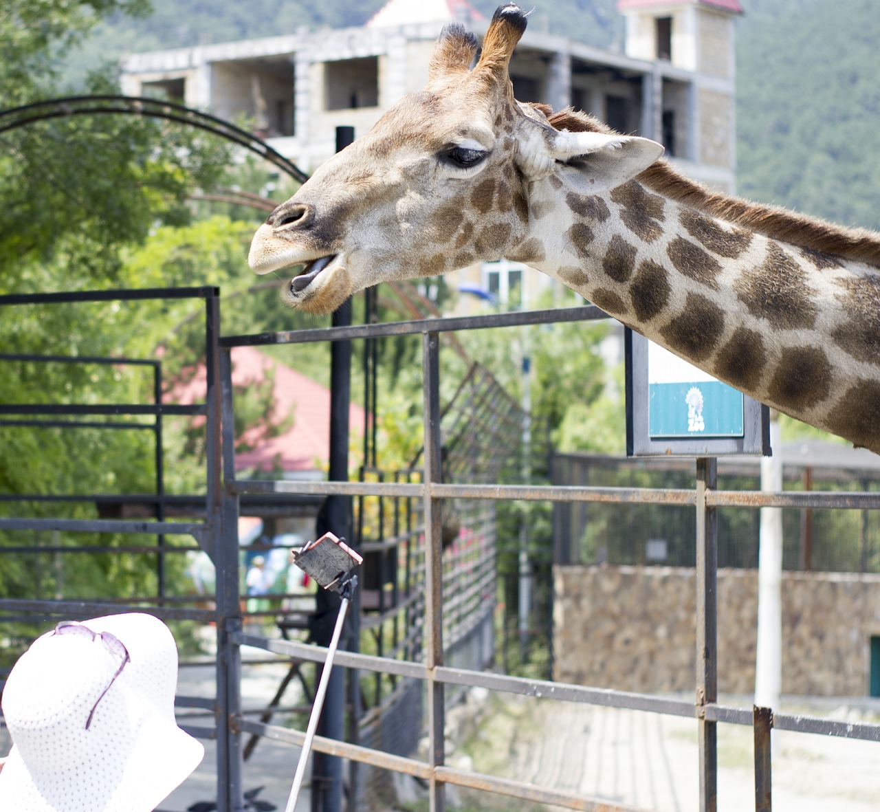 giraffe zoo living nature free photo