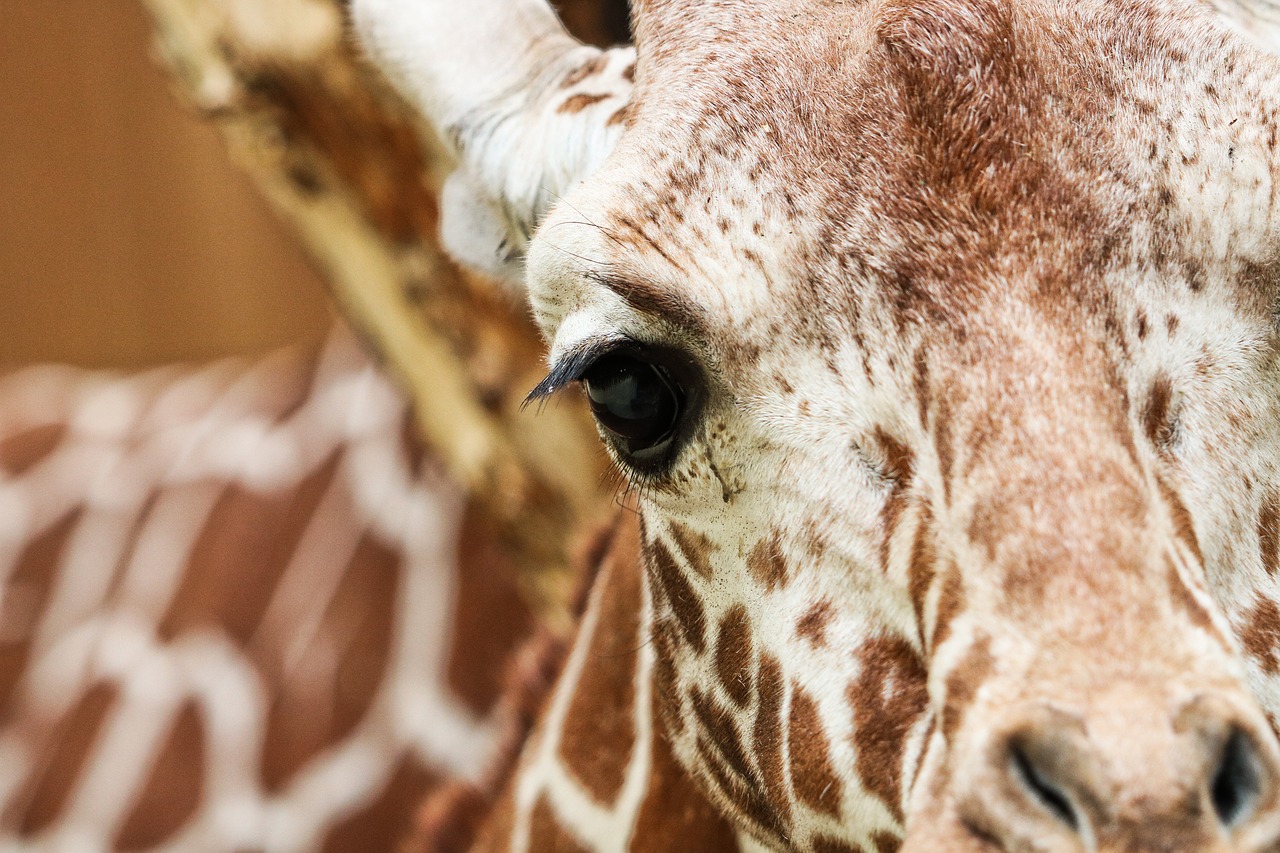 giraffe reticulated giraffe zoo free photo